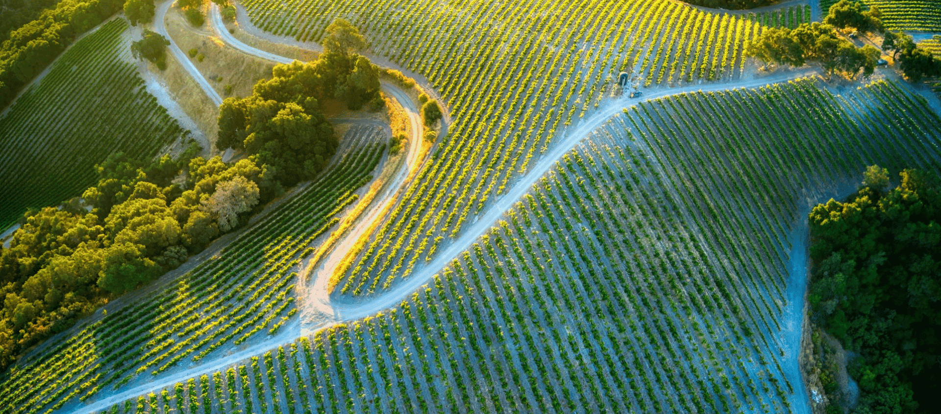 Aerial shot of a vineyard at sunrise