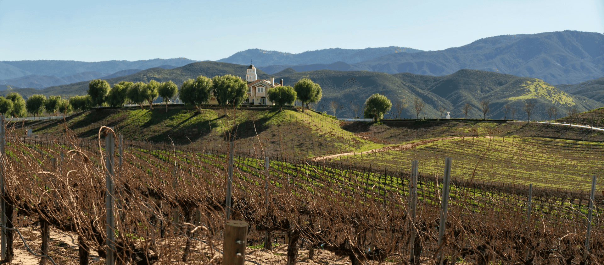 Scenic vineyard landscape with rolling hills and rows of grapevines in wine country.