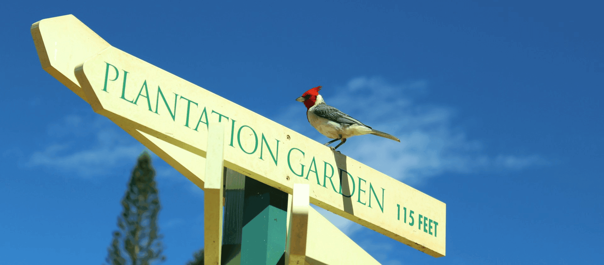 A bird on top of a sign at the Dole Plantation.