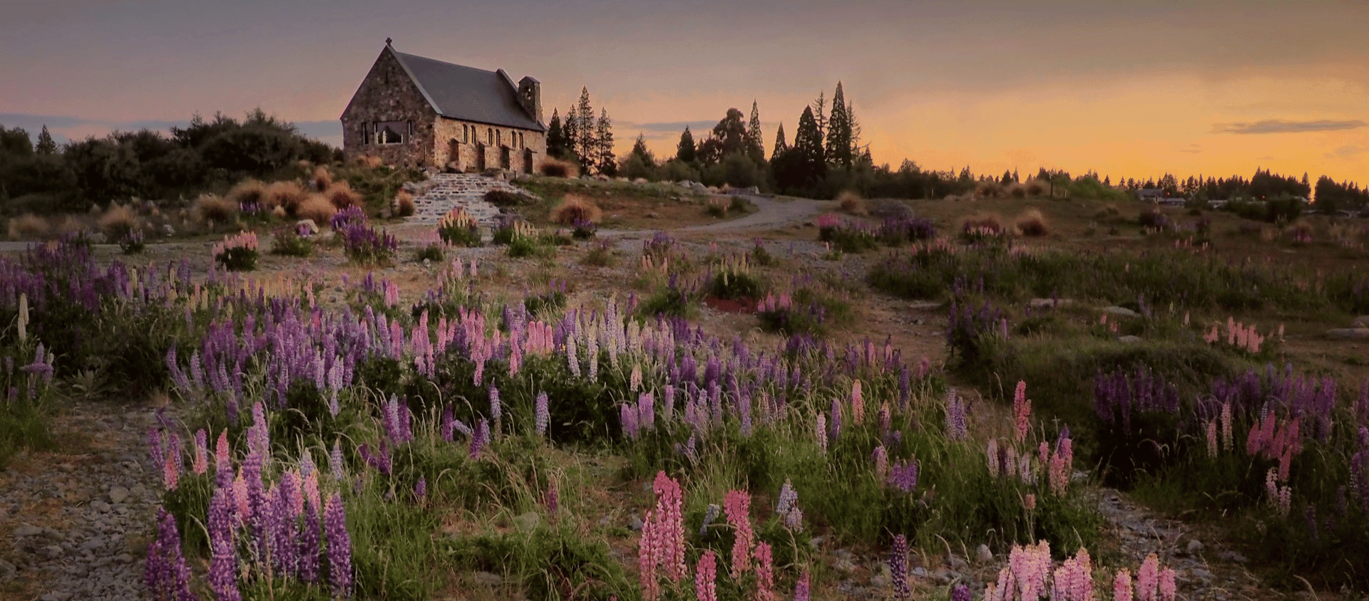 Church of the Good Shepherd surrounded by purple lupins at Lake Tekapo New Zealand