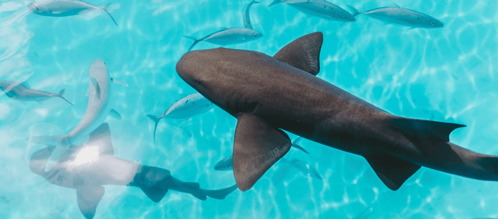 Blacktip reef sharks in a clear turquoise Tahiti lagoon.