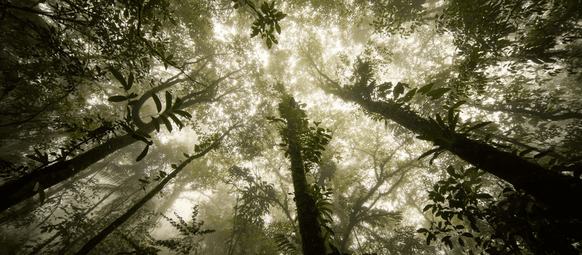 Misty tropical rainforest canopy with tall jungle trees.