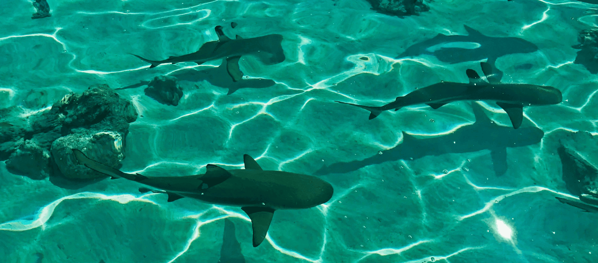 Blacktip reef sharks swimming in shallow turquoise water over a sandy lagoon.