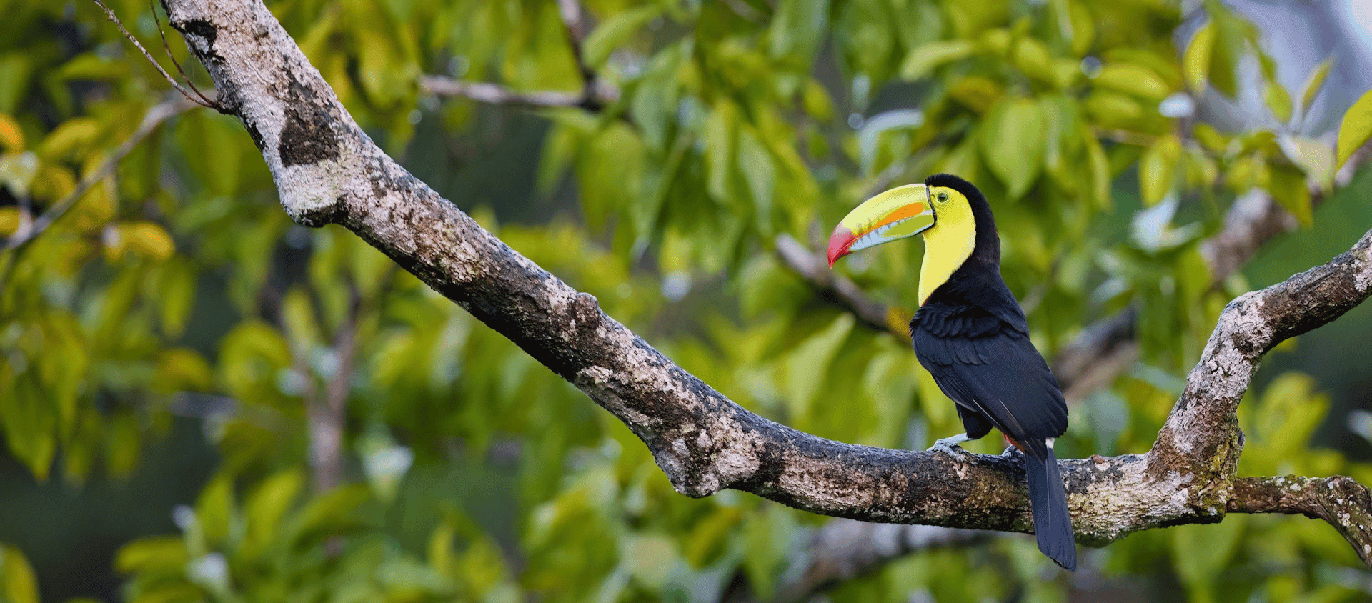 Colorful toucan perched on a tree branch in a tropical forest.