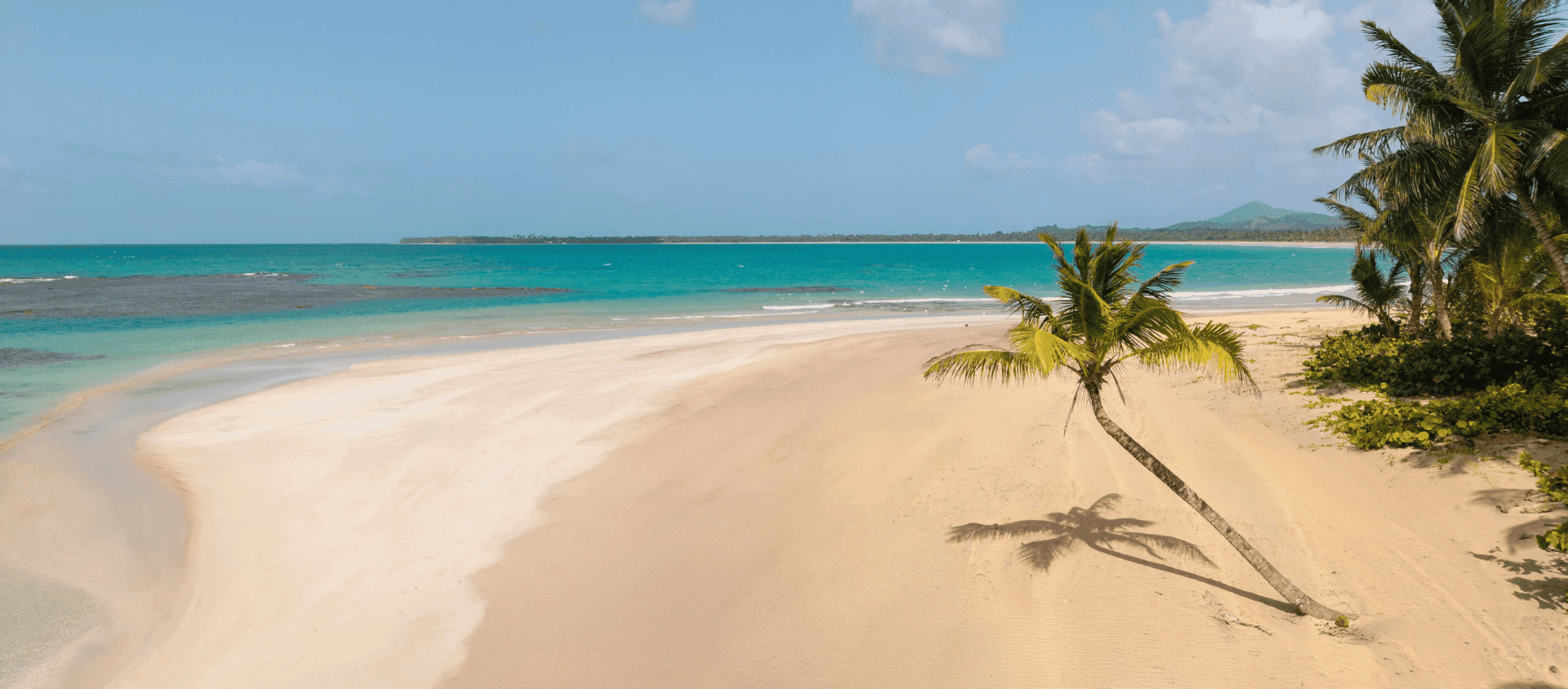 White sand beach with turquoise Caribbean water and a palm tree near Dreams Playa Esmeralda in Miches.