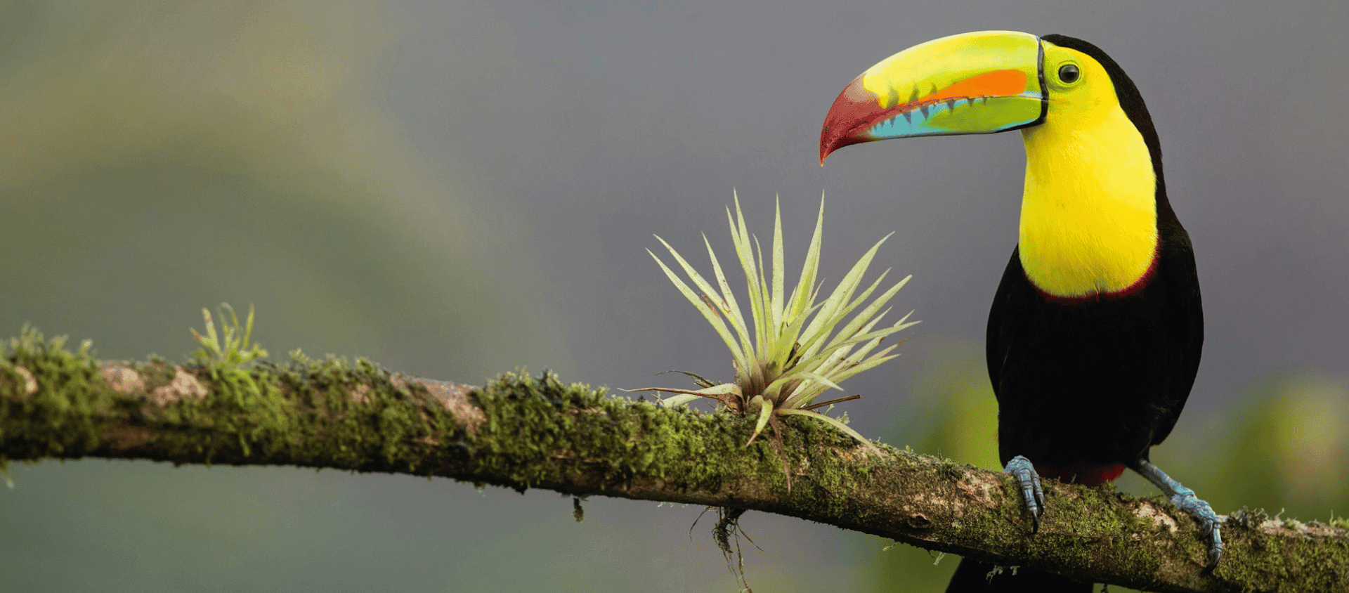 Keel-billed toucan in Costa Rica.