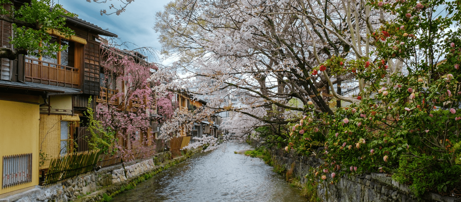 Cherry blossoms overhanging a canal beside traditional wooden houses.