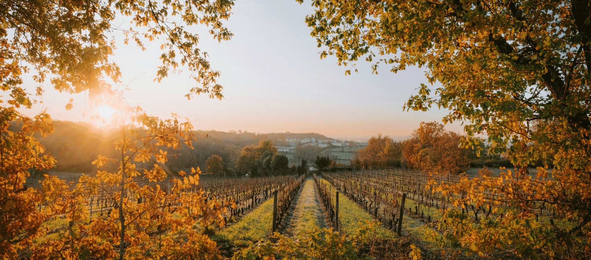 French vineyard at sunset in the countryside.