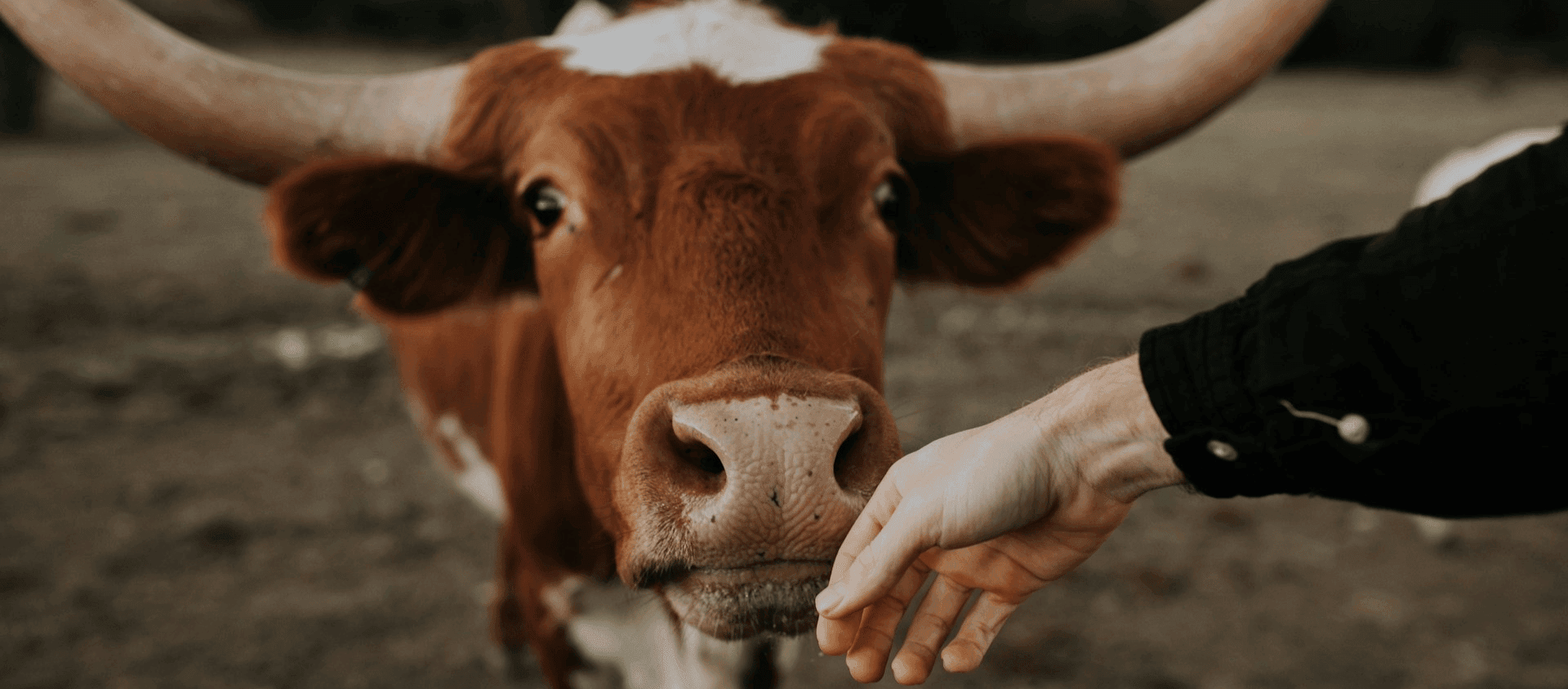 A closeup image of a Texas Longhorn cattle.