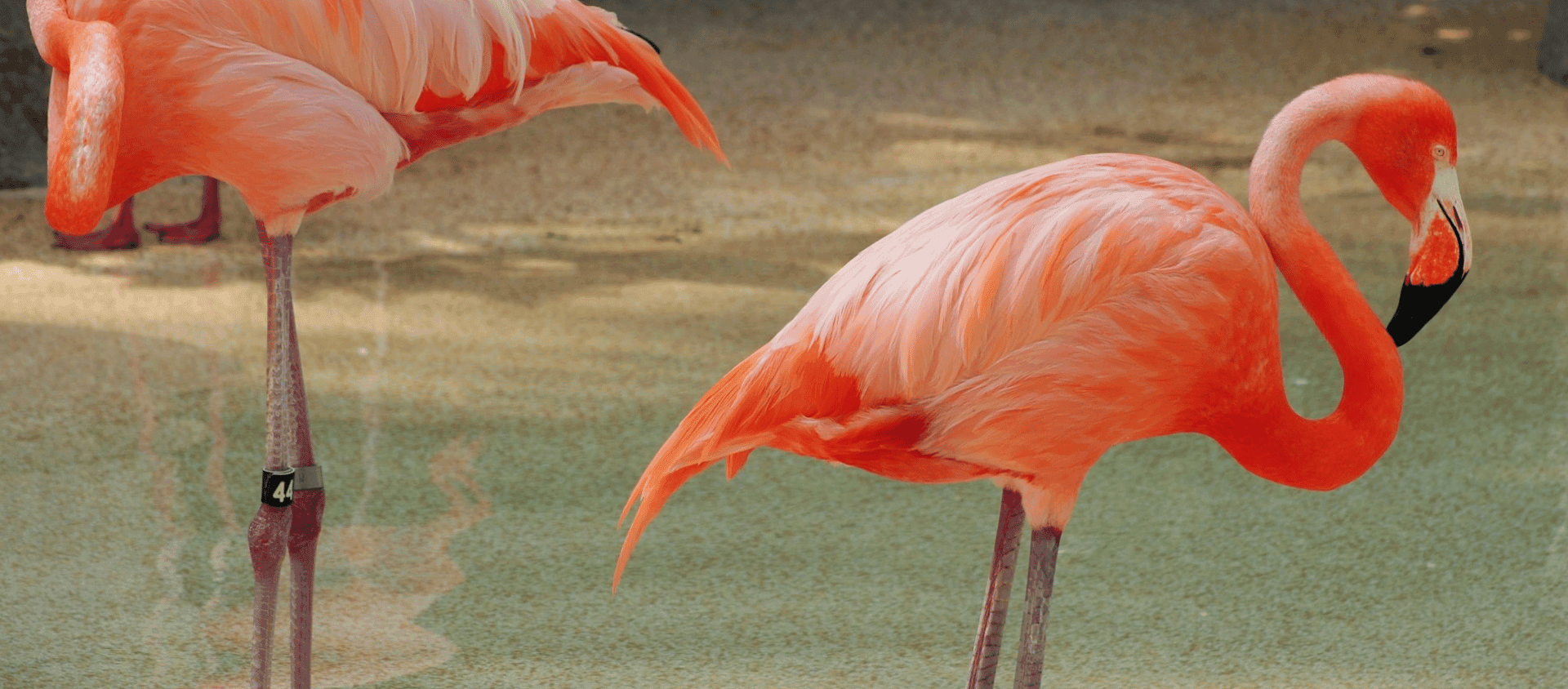 Pink flamingos standing in shallow water at Zoo Miami.
