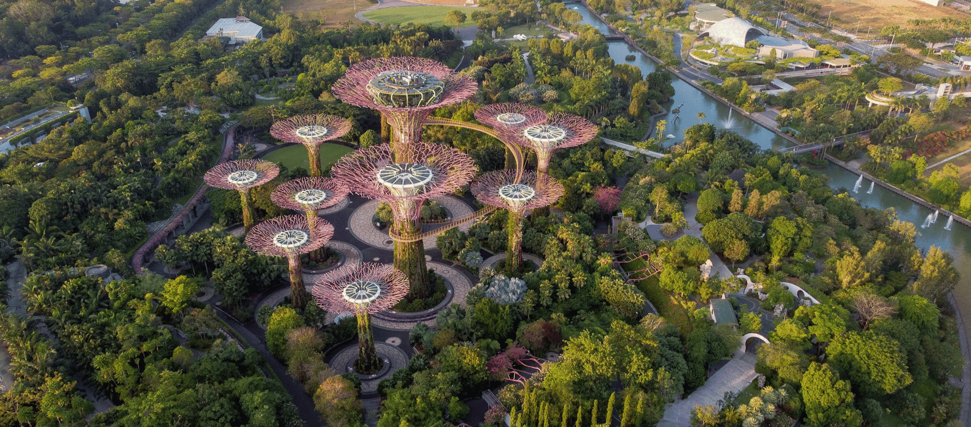Aerial view of the Supertree Grove at Gardens by the Bay surrounded by lush greenery