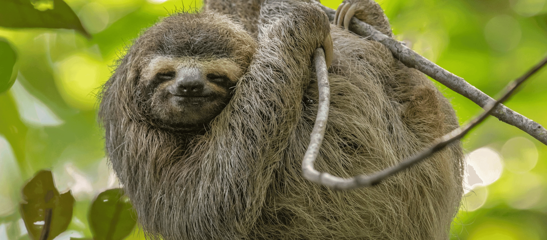 Close up of a three toed sloth resting in a rainforest tree.