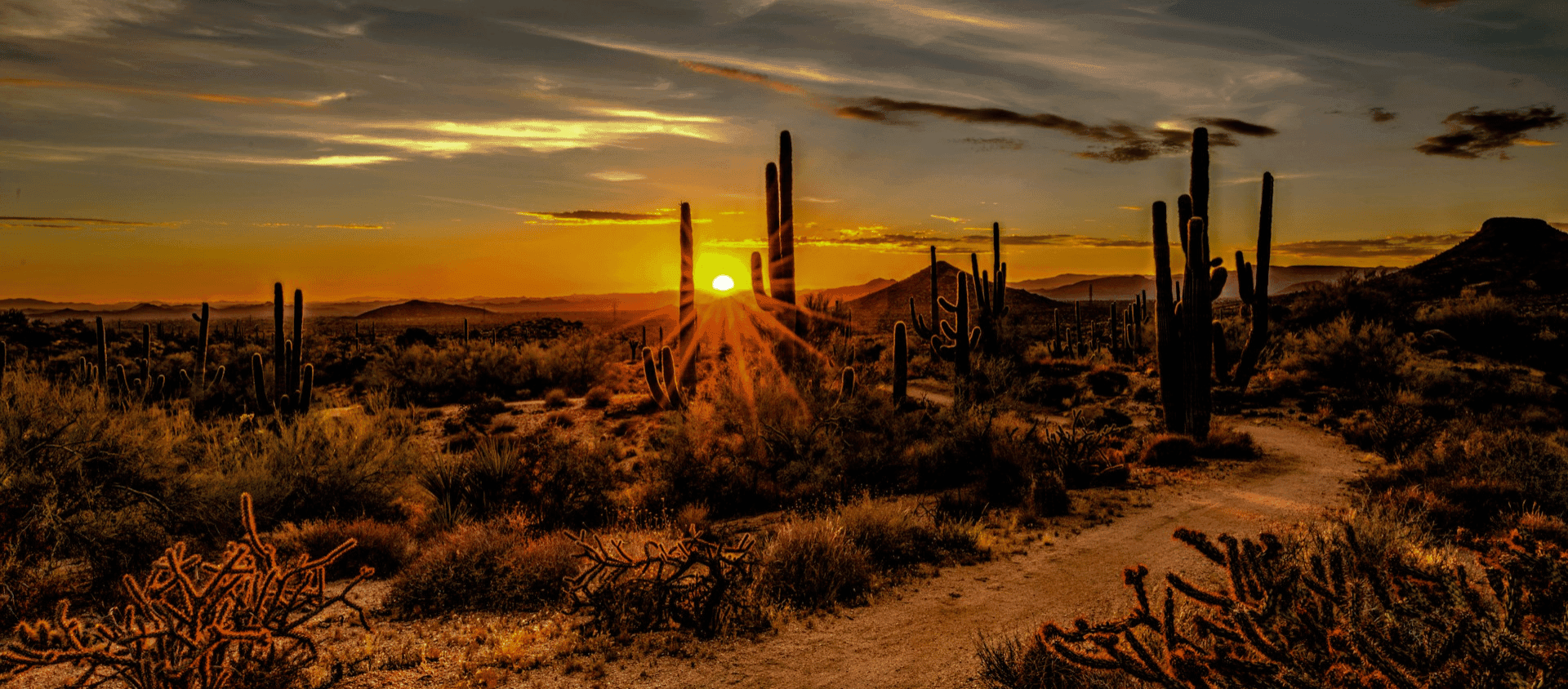 Desert landscape in Scottsdale at sunset with tall cacti silhouetted against the glowing sky.