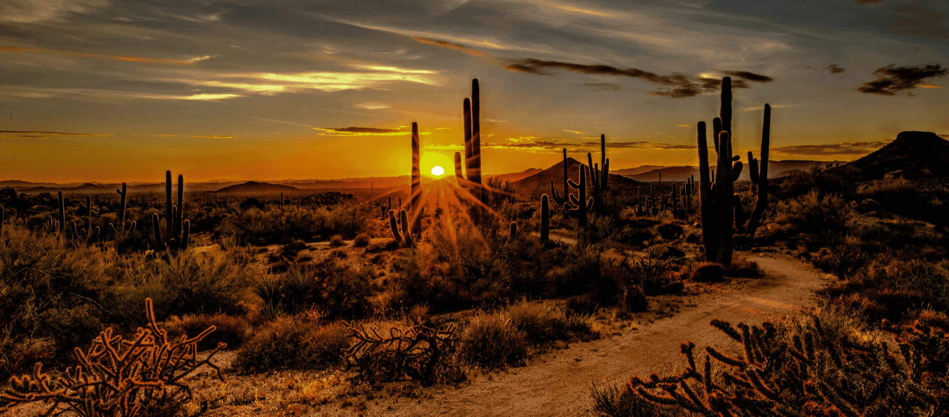 Sunset over the Arizona desert with saguaro cacti silhouetted against the sky.