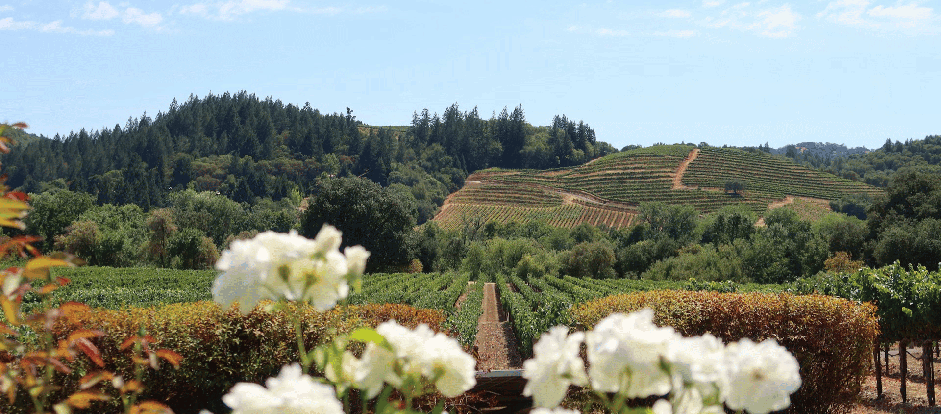 Scenic vineyard landscape in Napa Valley with rolling hills and rows of grapevines in wine country.