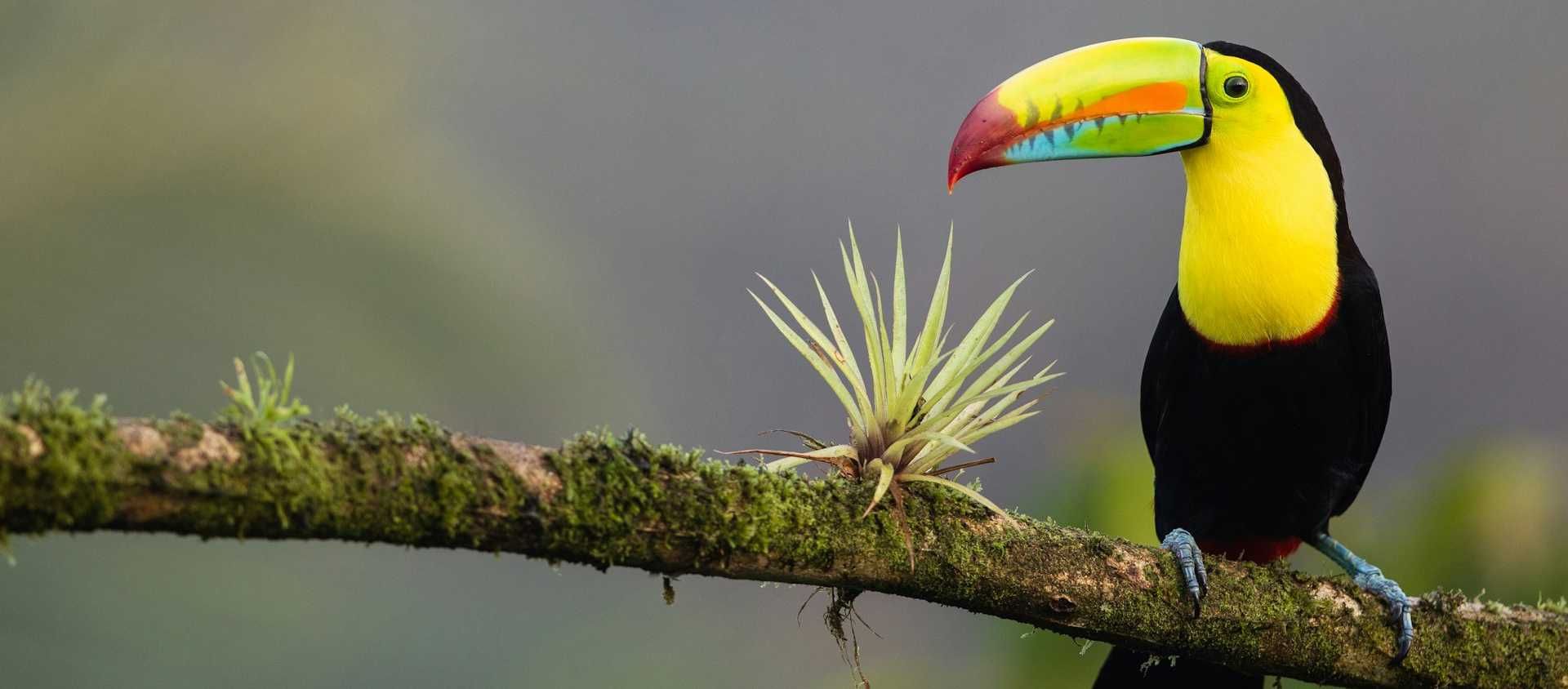 Colorful keel-billed toucan perched on a mossy branch in the Costa Rica cloud forest.