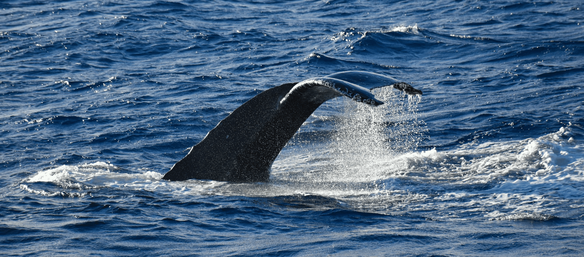 Whale tail splashing in the ocean