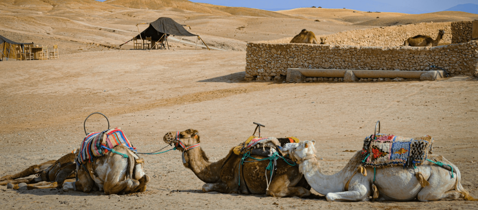 Three saddled camels resting on sandy ground in a desert camp.