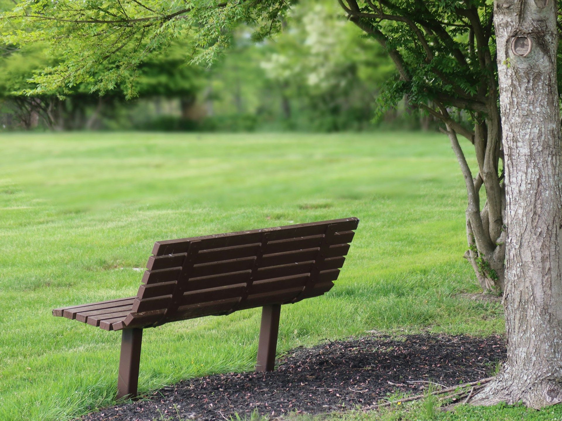 Wooden park bench sitting beneath a shaded tree in a lush green park.