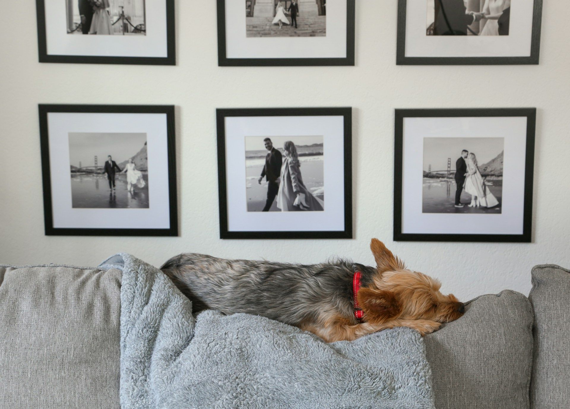 Small dog sleeping on a couch beneath framed black and white wedding photos.