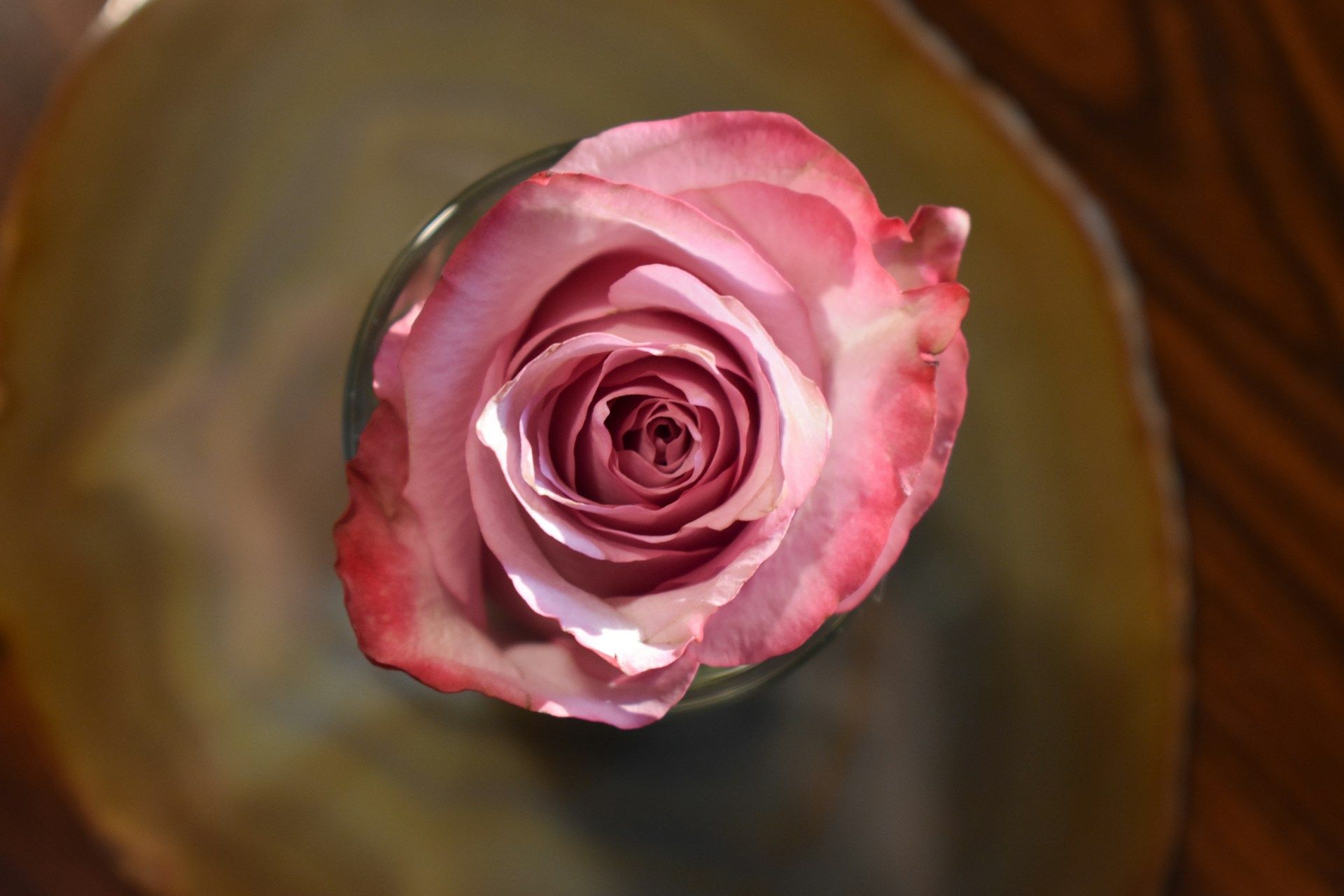 Rose in a glass vase