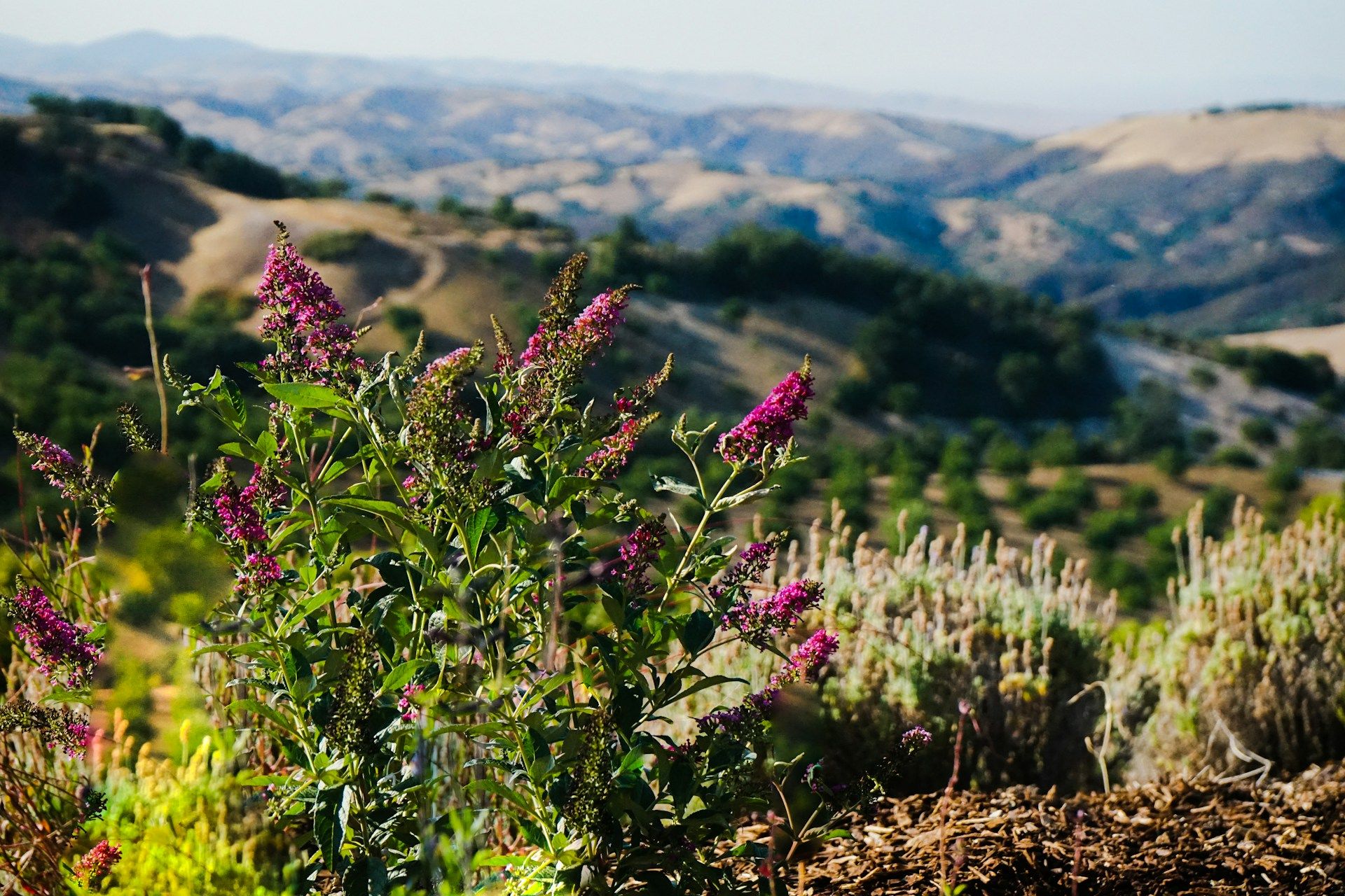 Wildflowers in bloom overlooking rolling hills in Paso Robles, California.
