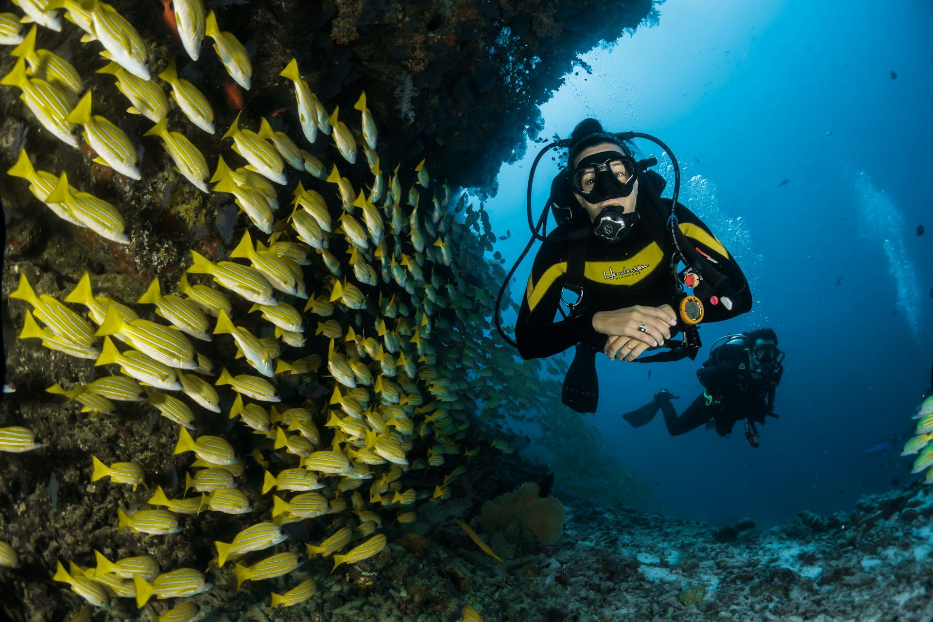 Two scuba divers exploring a coral reef alongside a school of yellow fish.