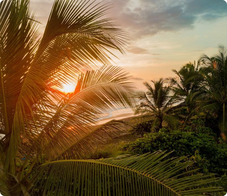 Sunset view through tropical palm trees.