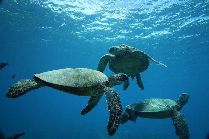 Three sea turtles swimming underwater.